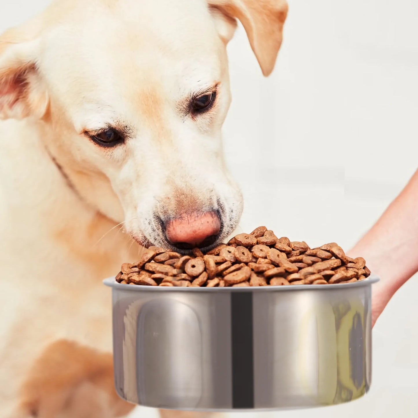 Stainless Steel Hanging Dog Bowl – Crate & Kennel