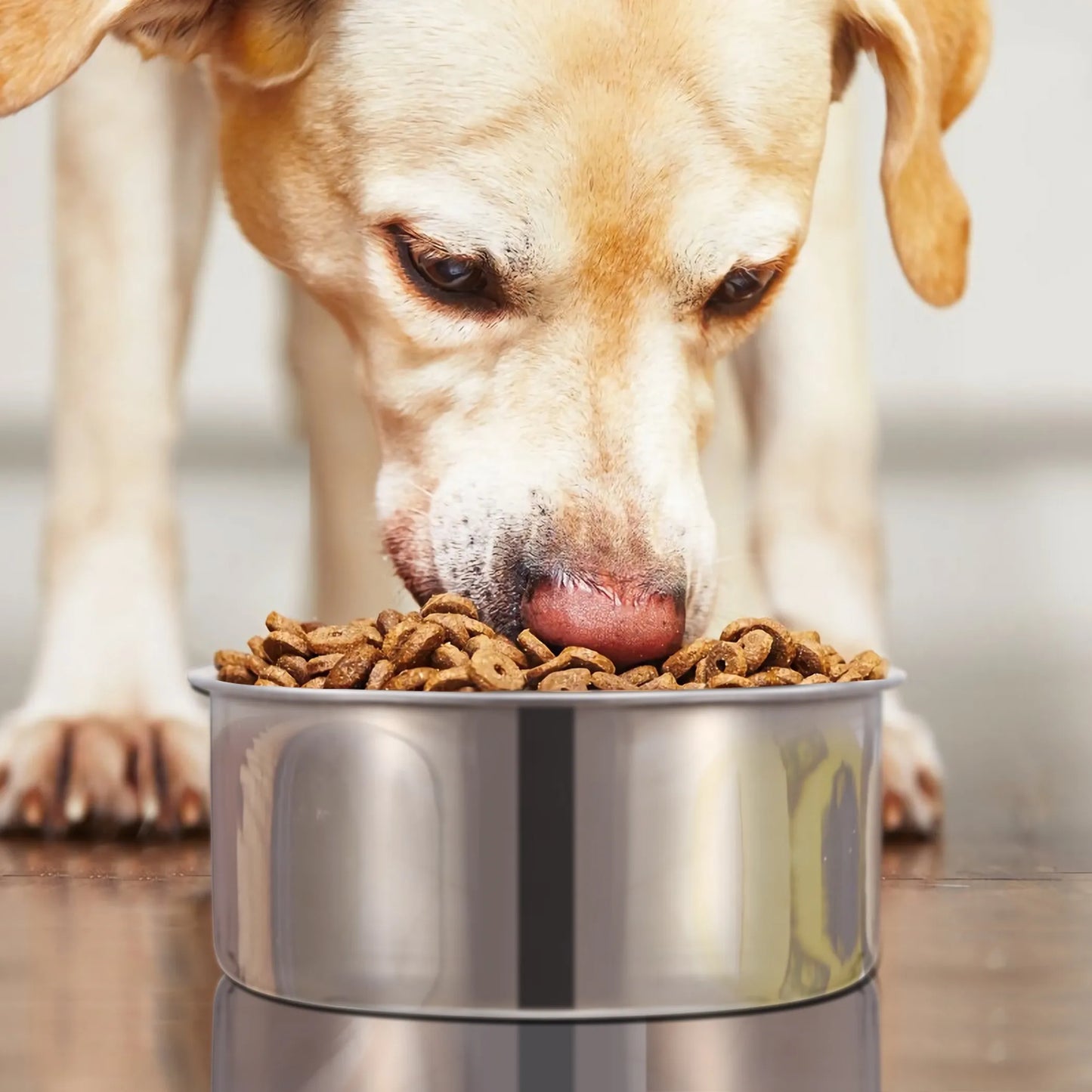 Stainless Steel Hanging Dog Bowl – Crate & Kennel