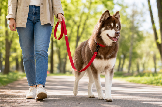 Crimson Glow Waterproof Dog Leash