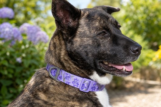 Lavender Garden Waterproof Dog Collar