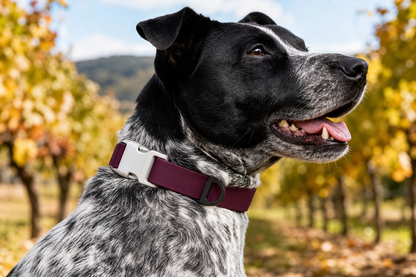 Red Mountain Syrah Waterproof Dog Collar