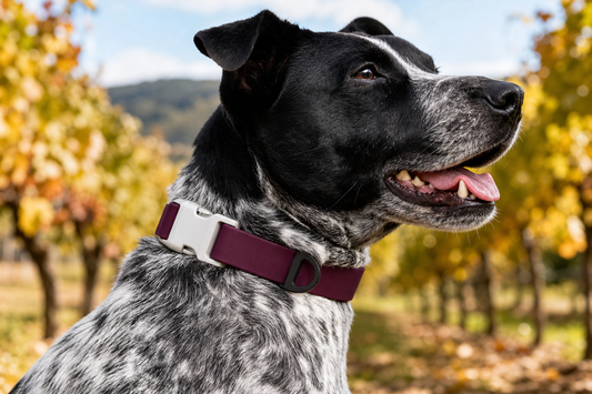 Red Mountain Syrah Waterproof Dog Collar